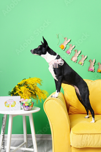 Cute dog on sofa, table with mimosa flowers, Easter eggs and greeting card near green wall photo