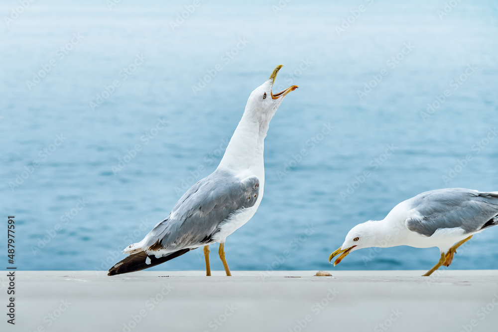 Seagulls open beaks and screams and looking for food on sea waterfront. Rippling water washes asphalt alley at bright sunlight in summer closeup