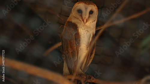 barn owl sits on a tree branch. On blurred backgrounds