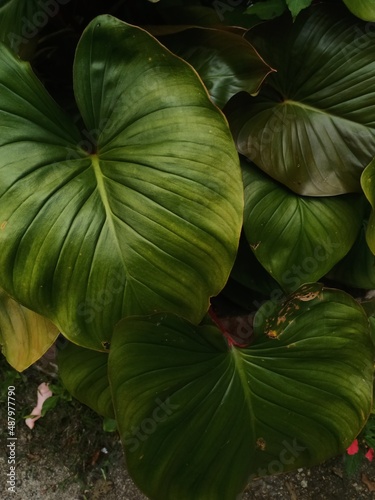 Beautiful pictures of Philodendron rugosum  It is  endemic  to  Ecuador. Its natural  habitat  is subtropical or tropical moist  montane forests. It is threatened by  habitat loss.  