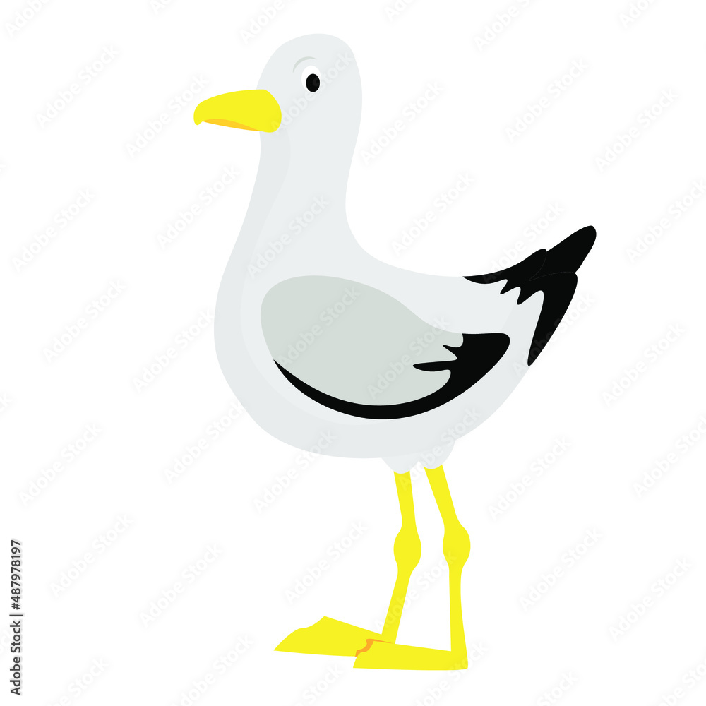 White and black gull White and black gull