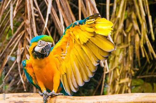 Close-up of tri-colored parrot showing off wing splint by holding up wing, looking at camera