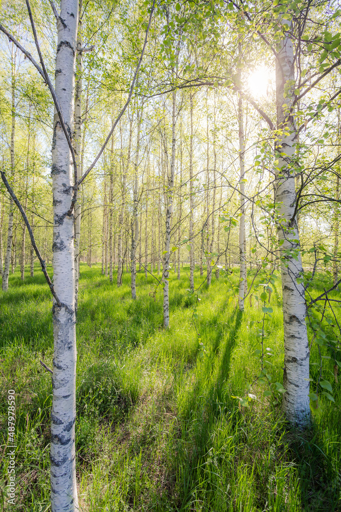 Obraz premium springtime birch forrest in sweden