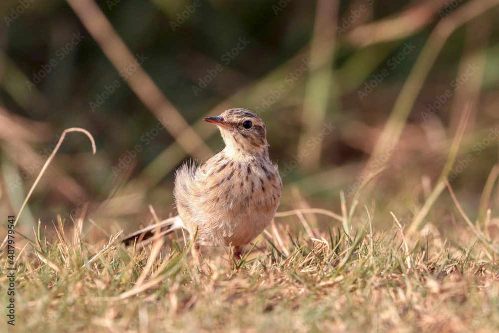 African Pipit, South Africa African Pipit, South Africa