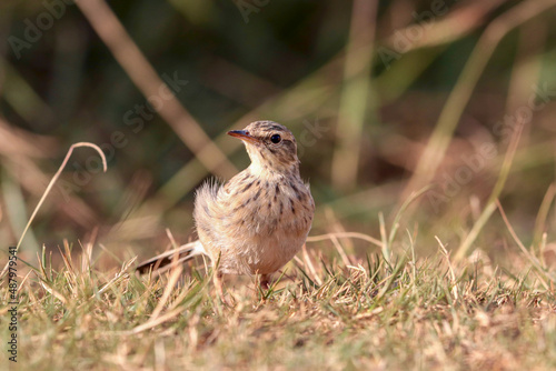 African Pipit, South Africa photo