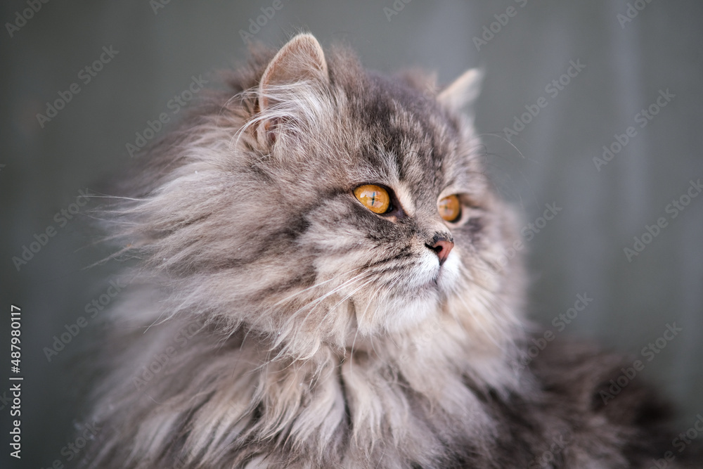 Fluffy gray cat close-up.