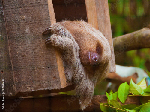 Close-up of two-toed sloth laying sideways in wooden box of Amazon Rainforest sanctuary in Iquitos, Peru