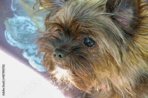 Fototapeta Naklejka Na Ścianę i Meble -  Close up of YorkShire Terrier Toy puppy side of face, long haired cute brown dog with white goatee