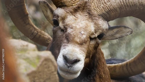 Wild ram with big Horns, animal in untouched nature, mouflon in forest, wild sheep wildlife
