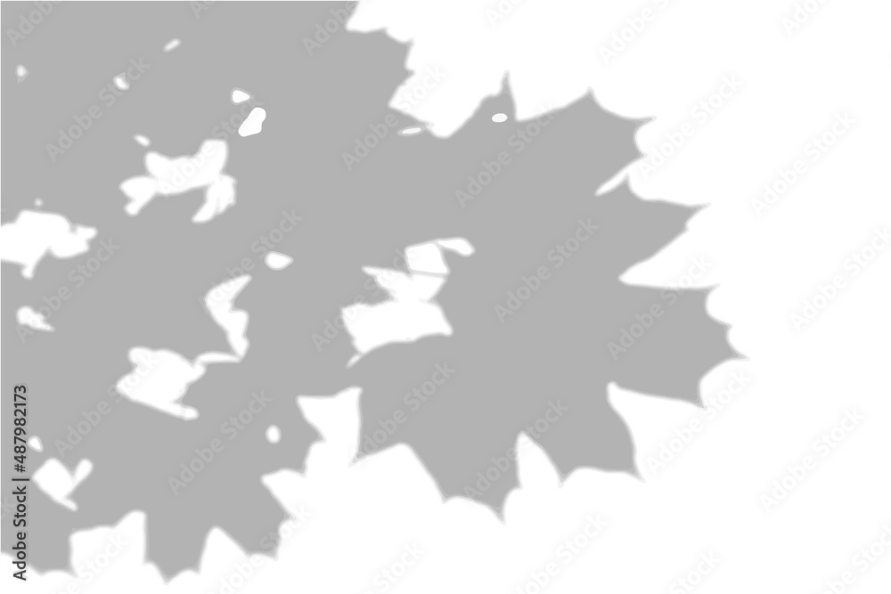 Summer background shadows from the foliage of a tree maple on a white wall. White and black background for overlay on mockup
