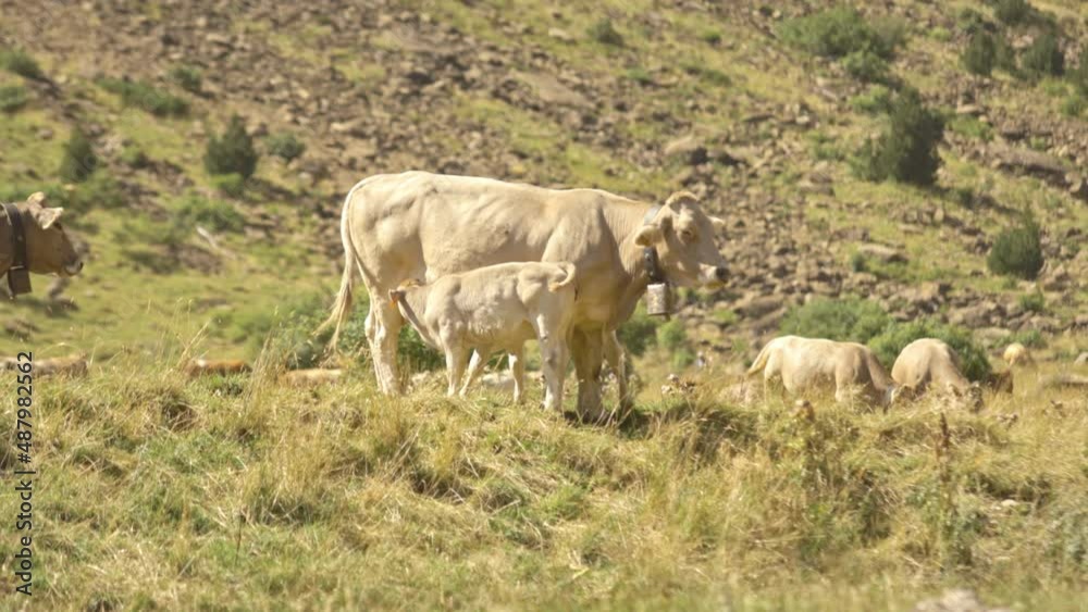 Cow and calf suckling on a rocky hill and field on a sunny day, wide shot Cow and calf suckling on a rocky hill and field on a sunny day, wide shot