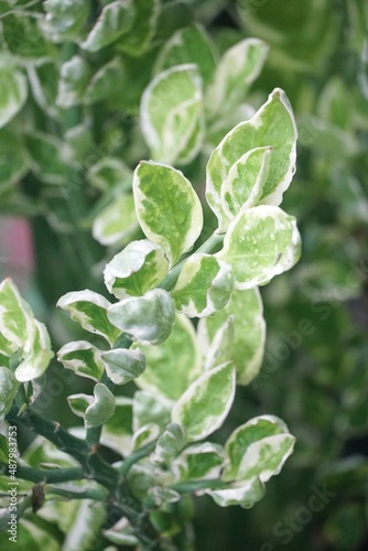 fresh green Alocasia cucullata plant in nature garden