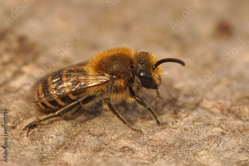 Closeup on a Heather colletes succinctus, male solitary bee