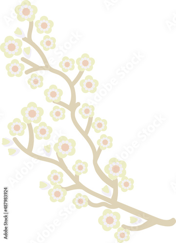 Sakura design, element, illustration