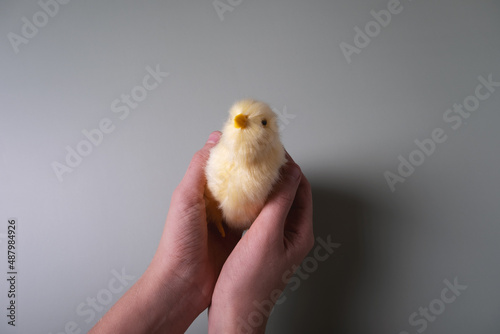 The boy's hands hold a yellow chicken on a green background