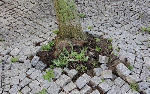 Entwurzelter Baum mit angehobenen Pflastersteinen photo