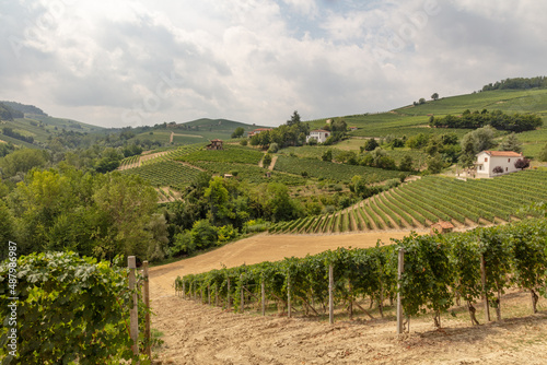 Vineyards on the hills in Piemonte  Italy near village Barolo.