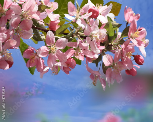pink  red  yellow cherry apple blosson branch tree and  first spring   flowers blue sky and sunny weather  light yellow trees beam  natuere landscape