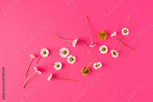 Creative layout made of white daisies on pink background. MInimal spring or daisy concept. Easter idea. Top view, flat lay.