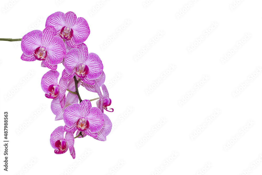 Blooming orchid branch