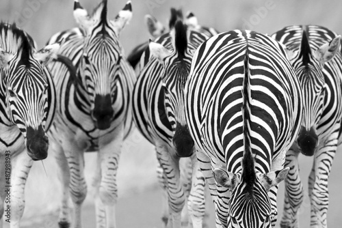 Plains Zebra  Pilanesberg National Park