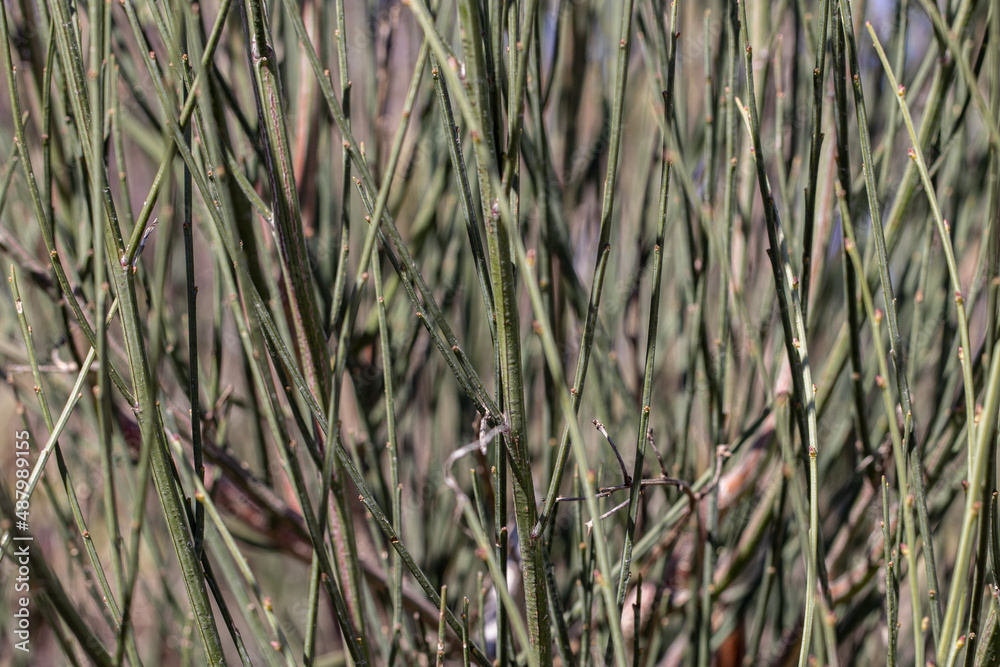 Arbusto caducifólio Cytisus striatus, giesta-amarela, giesta-negral, giesteira-das-serras, maias, giesteira-negral