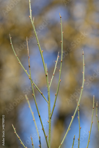 Arbusto caducifólio Cytisus striatus, giesta-amarela, giesta-negral, giesteira-das-serras, maias, giesteira-negral