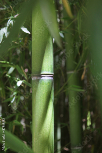 artistic shot of bamboo tree with blurry leaves and highlights of light