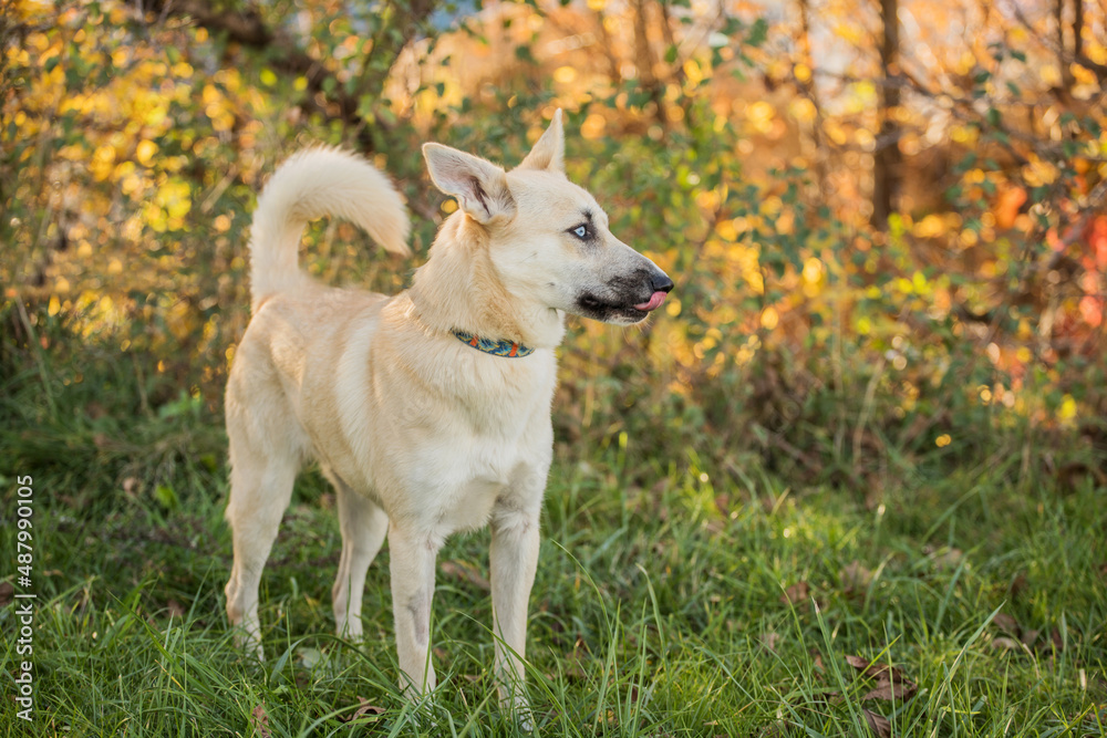 young happy dog with heterochromic eyes young happy dog with heterochromic eyes