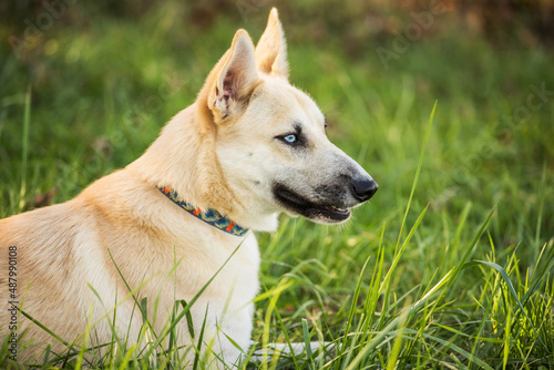 young happy dog with heterochromic eyes photo