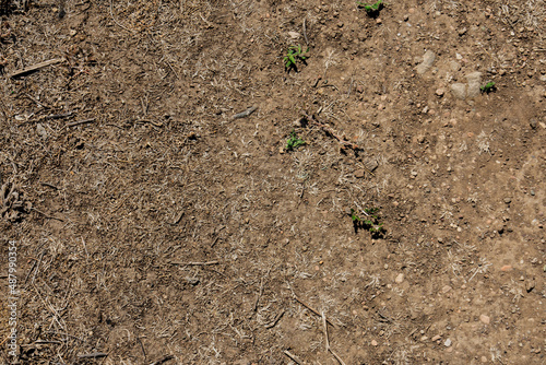 dried grass and hard earth. pathway on a dry summer day
