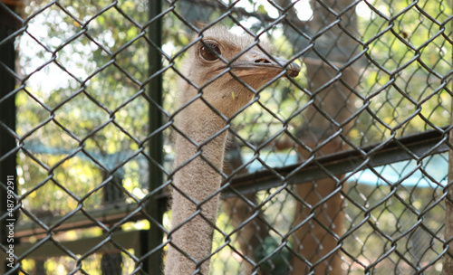 OSTRICH Inside the wire web is its neck and its eyes are beautiful. with blur background