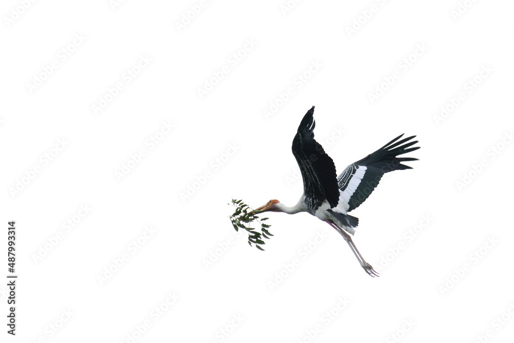 Obraz premium Milky Stork flying with leaf tree fore nesting when breeding season of Bird.isolate Milky stork on white backgroud.