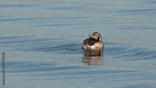 Great Crested Grebe Podiceps cristatus seen facing to the right as it is preening its right wing in Bueng Boraphet Lake, Nakhon Sawan, Thailand. photo