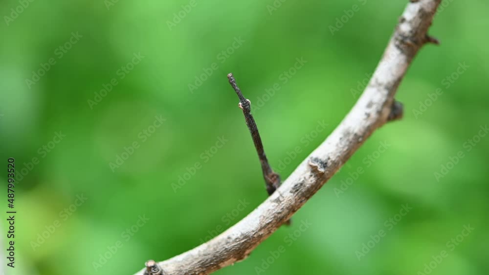 Praying Mantis, Phyllothelys sp. seen looking towards the camera and then turns its head to the left and up, captured with a macro lens as this Mantis is so tiny.