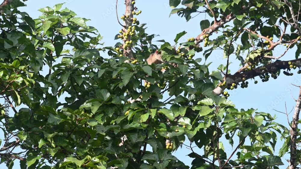 Three-striped Palm Civet Arctogalidia trivirgata seen within the foliage of a fruiting tree and going up to the right during a windy day, Thailand. Three-striped Palm Civet Arctogalidia trivirgata seen within the foliage of a fruiting tree and going up to the right during a windy day, Thailand.