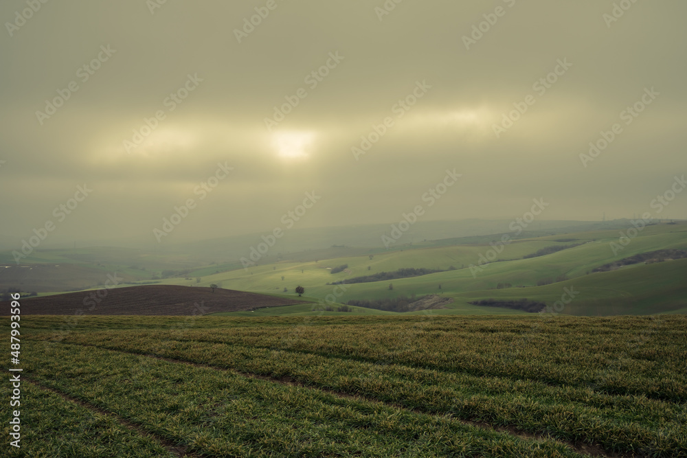 Cultivated wheat field, steppe landscape of wheat field, mist over the field