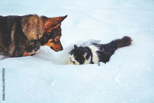 Photography Funny dog and cat playing together in the snow
