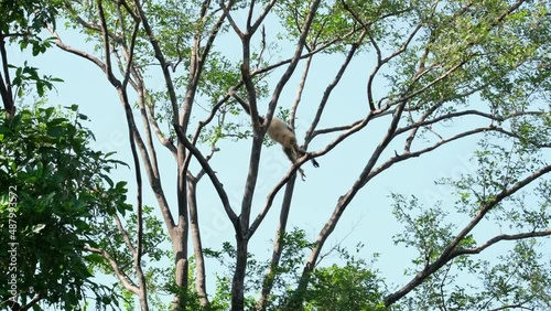 White-handed Gibbon Hylobates lar, seen resting on the left side and then swings from the left to the right and then resting on a branch, Thailand. photo