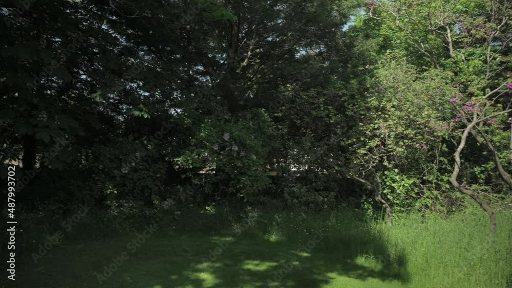 Panning around a pink tree with wild flowers. Panning around a pink tree with wild flowers.