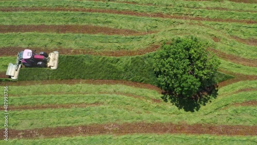 Aerial view tractor harvesting green crop on farm with single tree
