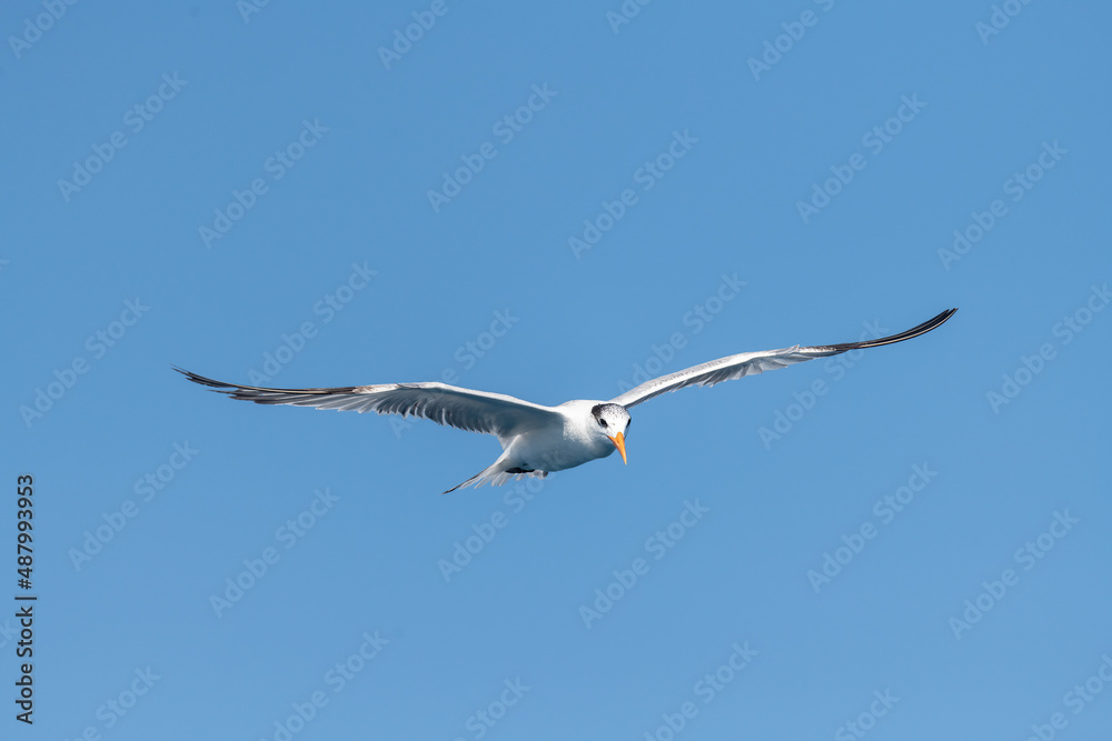 Obraz premium A non-breeding adult Royal Tern (Thalasseus maximus) flying against a clear blue sky in the Florida Keys, USA