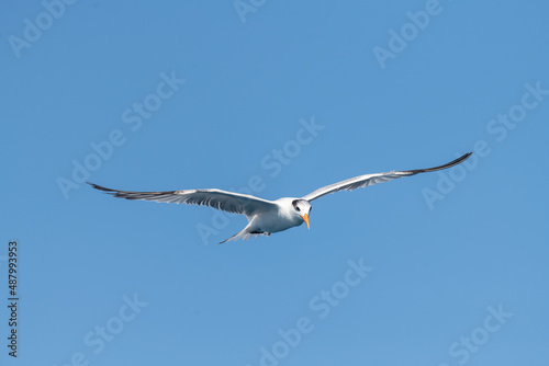 A non-breeding adult Royal Tern  Thalasseus maximus  flying against a clear blue sky in the Florida Keys  USA