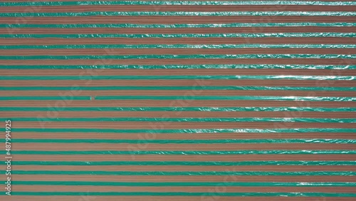 Drone POV aerial of sunny agricultural crop with polyethylene stripes
