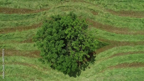 View from above single tree in lush green summer crop, France
