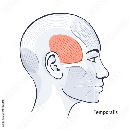 Temporalis. Facial muscles of the female. Detailed bright anatomy isolated on a white background vector illustration photo