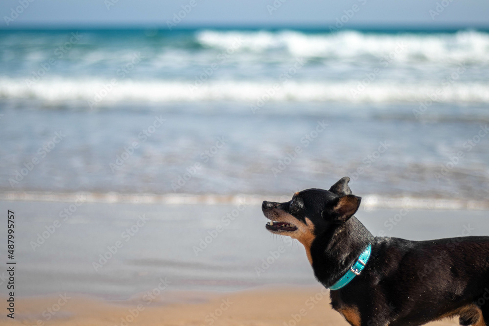 Close-up portrait of dog walking on the beach with sea in the background