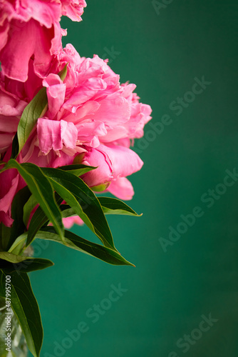 Pink peony flowers with copy space on green background. Greeting card background
