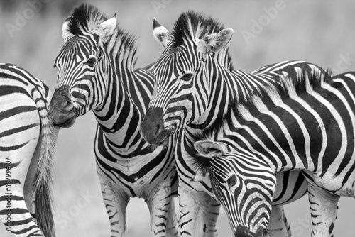 Plains Zebra  Pilanesberg National Park