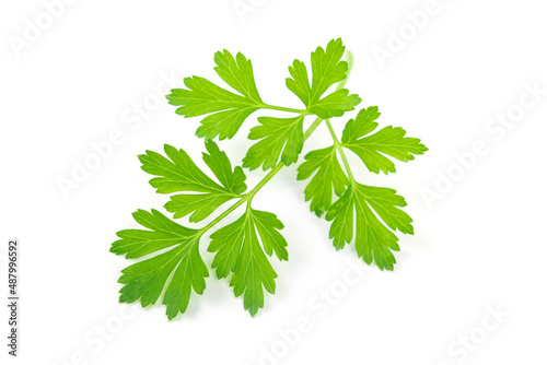 parsley leaf isolated on white